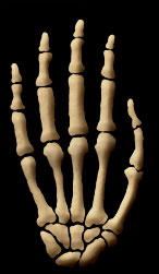 2) Human Ancestor: Autralopithecus