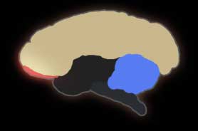 3) Baboon Brain
