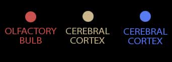 olfactory cerebral