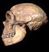 2) Neanderthal