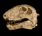13) Dimetrodon
