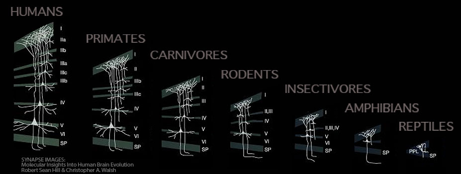 Brain types in evolution